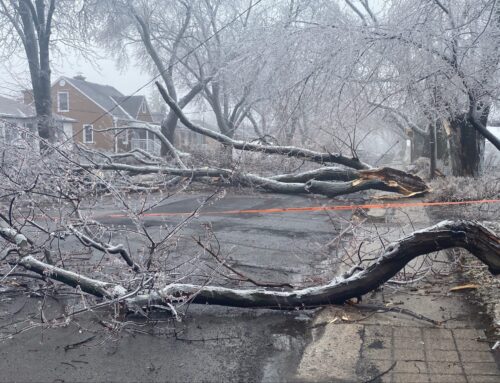 Quebec Ice Storm Babies Carry a Unique Epigenetic Profile